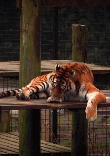 Tiger Cleaning GIF - Tiger Cleaning Licking GIFs