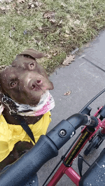 a dog wearing a yellow raincoat is on a bike
