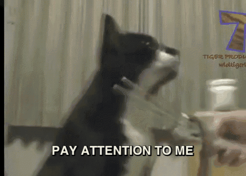 Back Away From The Cell Phone GIF - Cat Phone Cell GIFs
