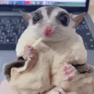 a close up of a sugar glider eating a banana in someone 's hand .