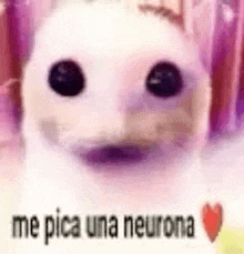 a close up of a cat 's face with a heart and the words `` me pica una neurona '' .
