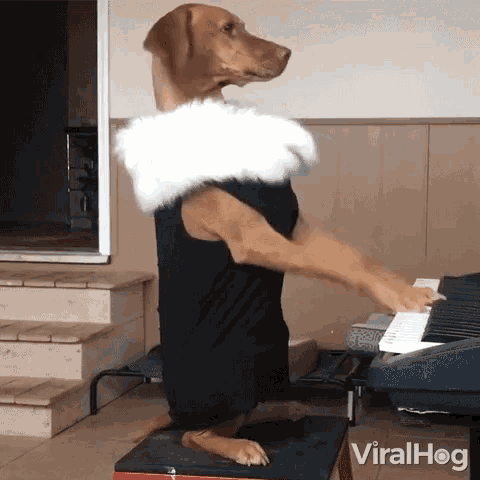 Dog Playing Keyboard Keyboard GIF - Dog Playing Keyboard Keyboard Making Music GIFs