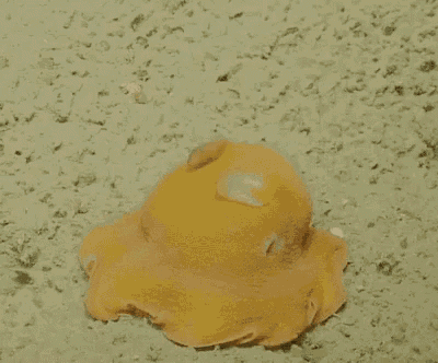 a yellow and white jellyfish is swimming in the ocean