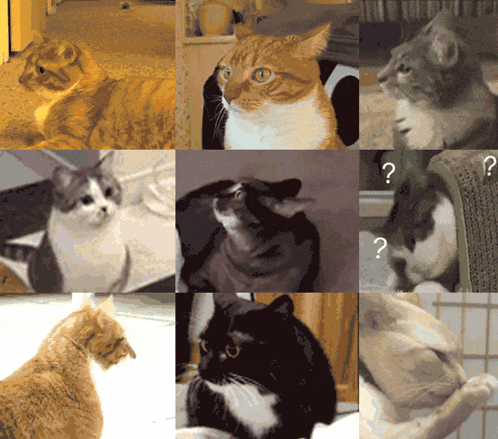 a collage of images of cats with a question mark in the middle