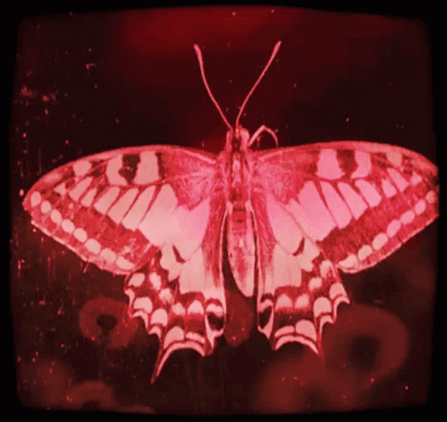 Butterfly Waiting GIF - Butterfly Waiting Patiently GIFs