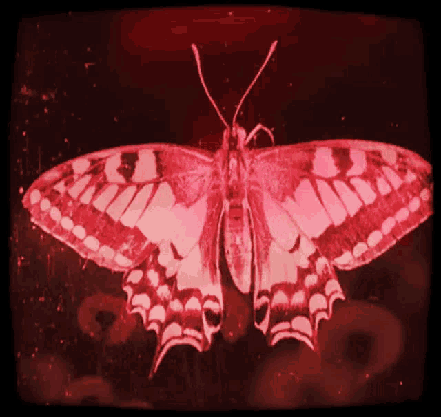 Butterfly Waiting GIF