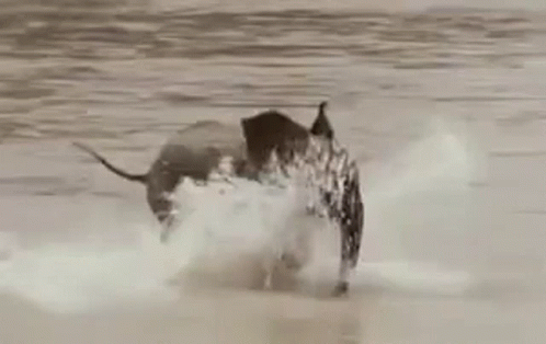 Its Time To Rumble Baby Elephant GIF - Its Time To Rumble Baby Elephant Elephant GIFs