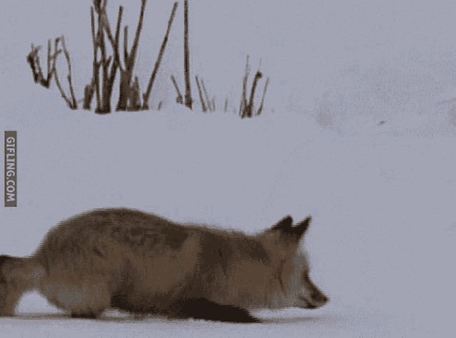 a gif of a fox jumping in the snow with gifling.com written on the bottom