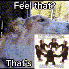 a picture of a dog next to a picture of monkeys that says feel that that 's saturday