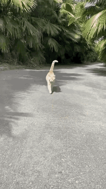 Cat Walk Seamus GIF - Cat Walk Seamus Orange Tabby GIFs