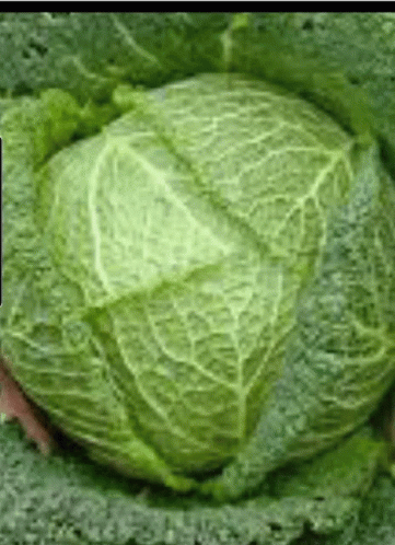 Ash Cabbage GIF - Ash Cabbage Tob GIFs