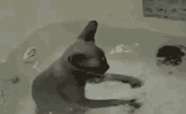 a cat is taking a bath in a bathtub and washing its paws .