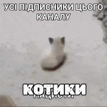 a picture of a cat on a bed with a caption in russian