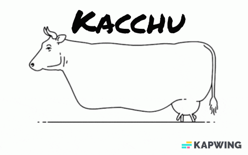 a black and white drawing of a cow with kacchu written on the bottom