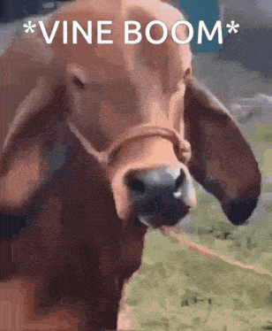 a close up of a cow with the words vine boom written above it