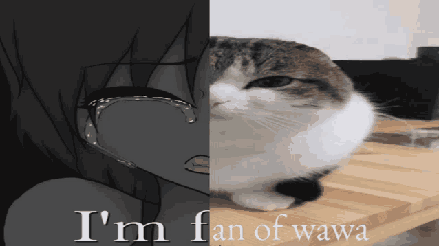 a cat is sitting on a wooden table next to a girl with tears coming out of her eyes