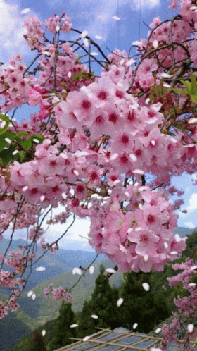 Spring Flowers GIF - Spring Flowers Falling Leaves GIFs