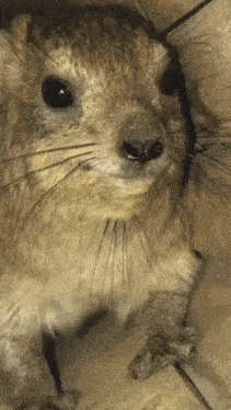 a close up of a squirrel 's face with a black eye
