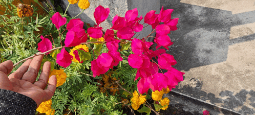 a person 's hand is reaching for a pink flower in a garden