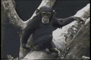 a chimpanzee is sitting on a log in a tree .