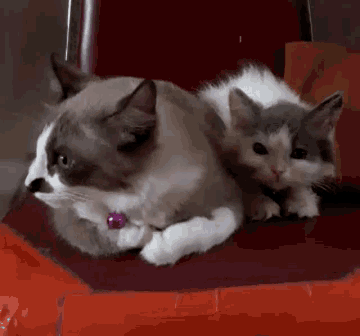 a cat and a kitten laying on a red chair