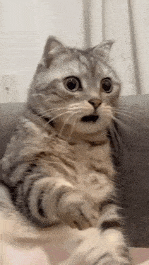 a cat is sitting on a couch with its mouth open and looking surprised .