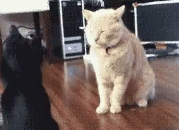Cat Fight GIF - Cat Fight Failed GIFs