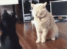 two cats are standing next to each other on a wooden floor in a room .