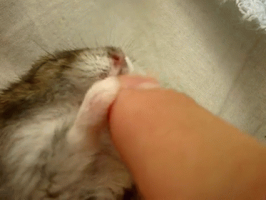 Sleeping Hamster Plays With Hand GIF - Hamster Sleep Hand GIFs