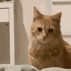 Cat Kitty GIF - Cat Kitty Confused GIFs