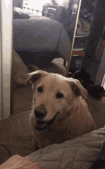 a dog is looking at the camera in a bedroom