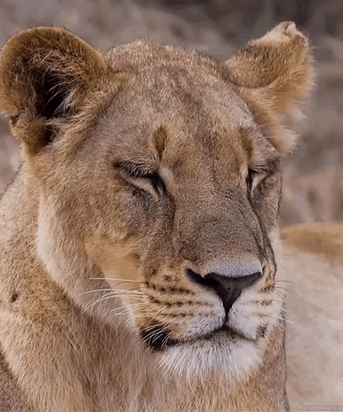a close up of a lioness 's face with her eyes closed