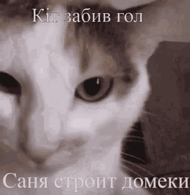 a close up of a cat 's face with the words " kit zabib gol " written above it