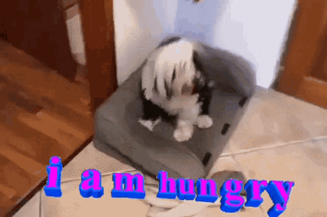a dog laying on a couch with the words " i am hungry " written on it