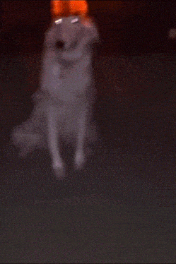 a dog wearing an orange hat with a light on it