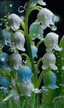 blue and white lily of the valley flowers with water droplets on them