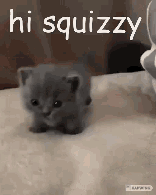 a black and white photo of a kitten with the words hi squizzy written above it