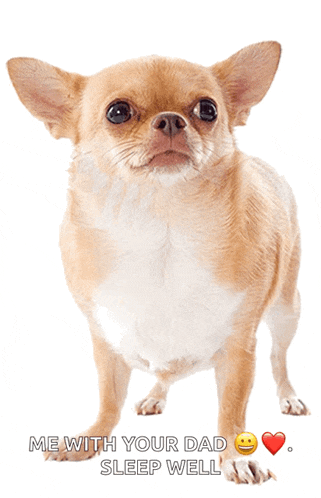 a small brown and white dog with the words " me with your dad sleep well " below it