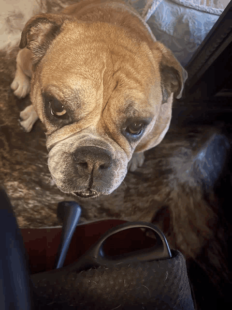 a close up of a dog 's face looking up at the camera
