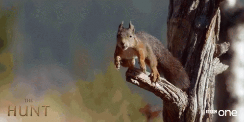 Funny Animals Flying Squirrel GIF - Funny Animals Flying Squirrel Jumping GIFs