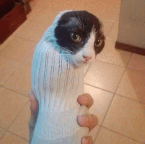Glumbo Cat Meme GIF - Glumbo Cat Meme Sock GIFs