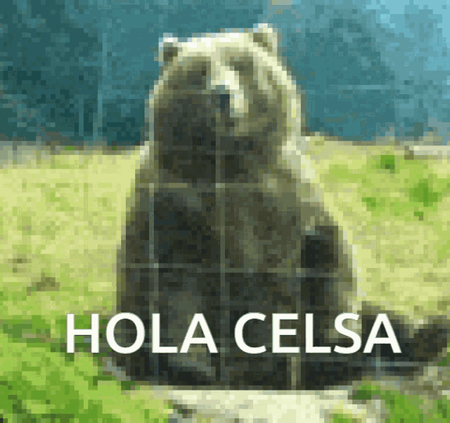 a pixelated image of a bear and the words hola celsa below it