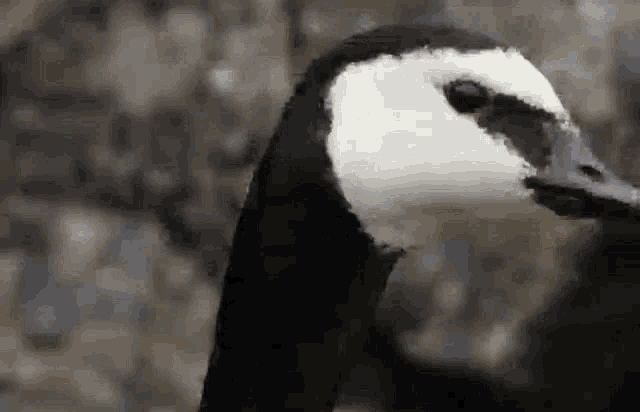 Goose What GIF - Goose What Say GIFs
