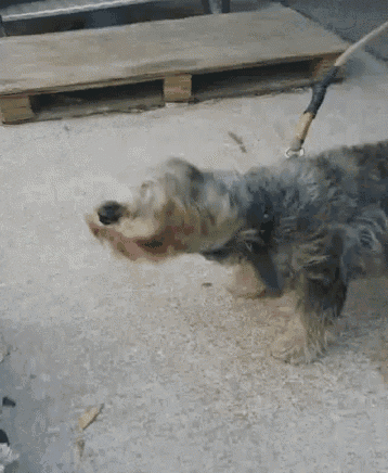 Dog Pet GIF - Dog Pet Wiggle GIFs