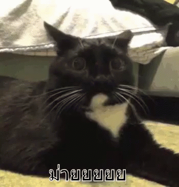 แมวกลัว ตกใจ สะพรึง GIF - Scared Cat Scaring Cat Shocked GIFs