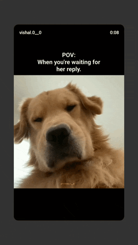 a picture of a dog with a caption that says pov when you 're waiting for her reply