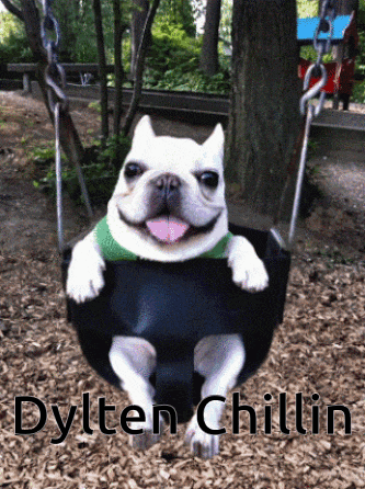 a smiling dog is sitting on a swing with the name dylten chillin written below it