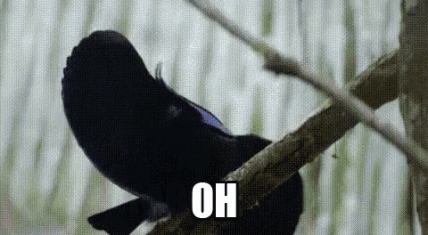 a black bird is perched on a tree branch with the words `` oh '' written on it .