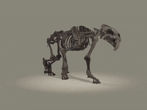 Smilodon Skeleton GIF - Smilodon Skeleton Walking GIFs