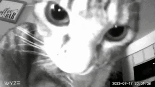 a black and white photo of a cat 's face